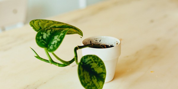 Kunnen planten stress.. - Blog