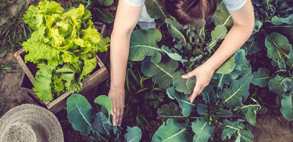 verschil-tussen-ecologisch-en-biologisch-teelt-blog-bac.jpg