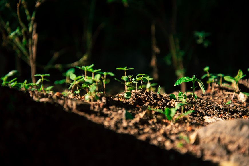 BAC-Online-gezonde-plant.jpg